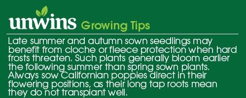 Poppy (Californian) Superb Mix Seeds Unwins Growing Tips